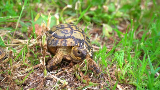 Greek tortoise or spur-thighed tortoise (Testudo graeca)