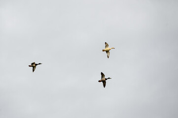 Mallard ducks in flight