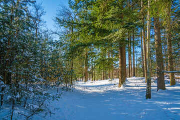 Winter scene with snow in the forest
