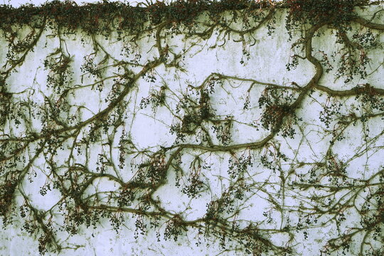 Fondo pared con enredadera