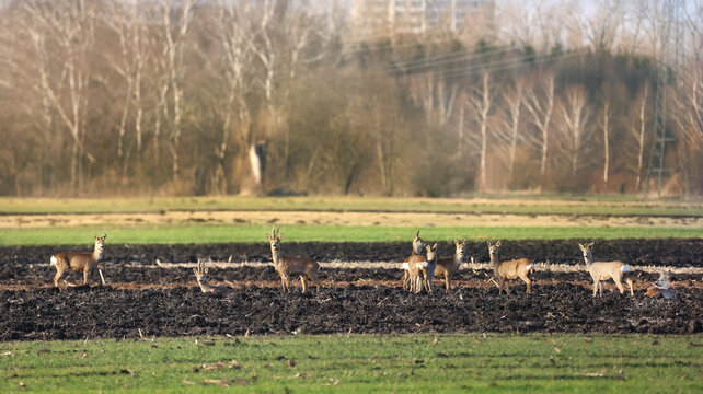 Rehe im Feld im Fr&uuml;hling