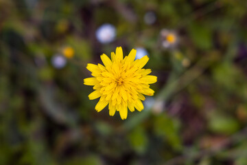 Wild yellow dandelion flower, Close-up, Copy Space. top view. Spring Concept, green background. From the Nature of Antalya Manavgat.