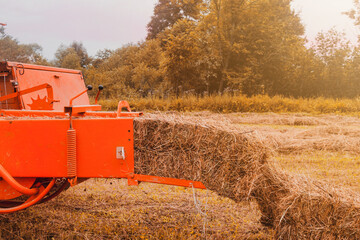 The tractor collects dry hay in the field, the hay presses the bale press, work in the field.