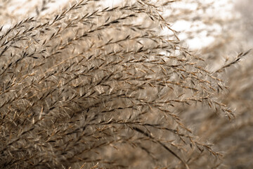 Long dry grass with seeds. 