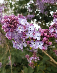 violet lilac blooming in garden close up