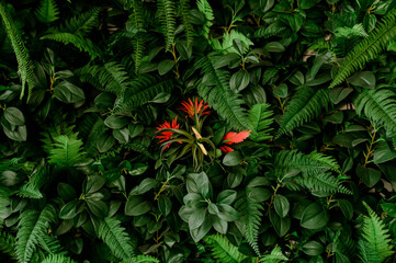 closeup nature view of green leaf and palms background. Flat lay, tropical leaf Used as a background