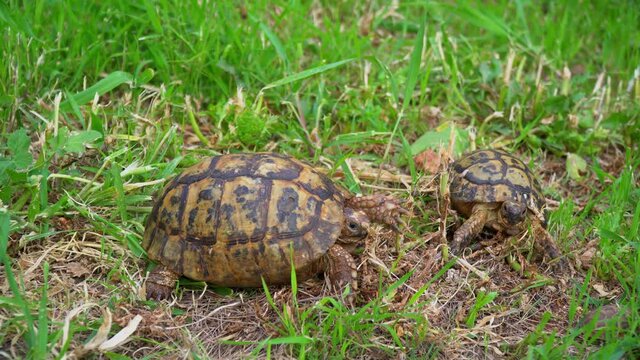 Greek tortoise or spur-thighed tortoise (Testudo graeca)