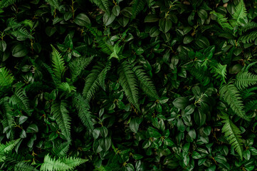 closeup nature view of green leaf and palms background. Flat lay, tropical leaf Used as a background