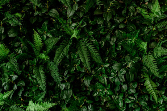 closeup nature view of green leaf and palms background. Flat lay, tropical leaf Used as a background
