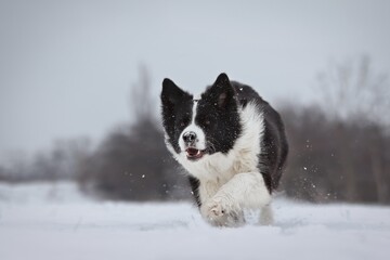 Happy Border Collie Runs in the Snow in Winter. Adorable Black and White Dog Enjoys Cold Cloudy Day.