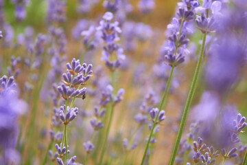 Obraz na płótnie Canvas Blooming lavender in summer. Purple fragrant flowers on the field. Aromatherapy. Nature cosmetics.