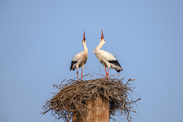 White stork in courtship period in early spring © bios48