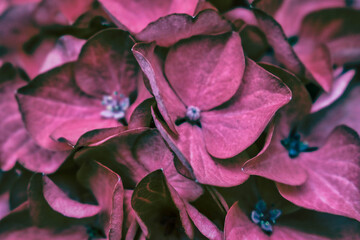 dark pink hydrangea petals close up