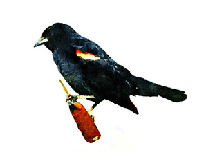 Red Winged Blackbird perched Watercolor