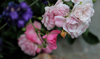 pink roses in foreground with purple lavender in garden