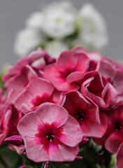 pink phlox flower close up in garden