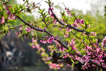 In spring, the peach trees in the peach garden are in full bloom