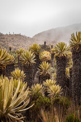 Valle de los frailejones