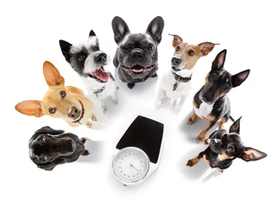 Foto op Plexiglas Grappige hond paar honden met personenweegschaal