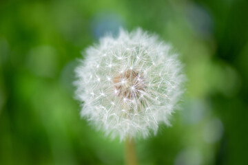 White dandelion on a background of green foliage. Close up