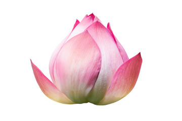 Pink Lotus flower Isolated On White Background.