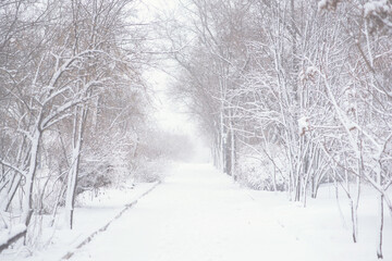 Snowy forest with snow falling in winter. Pure snowy forest nature. Winter foggy forest scene.