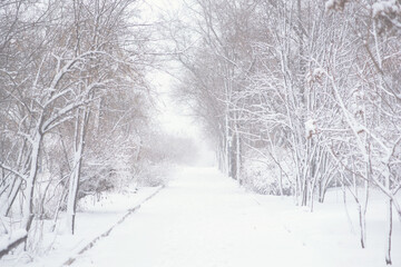 Obraz premium Snowy forest with snow falling in winter. Pure snowy forest nature. Winter foggy forest scene.