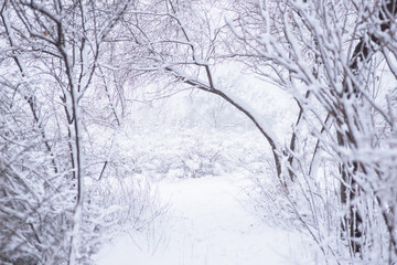 Snowy forest with snow falling in winter. Pure snowy forest nature. Winter foggy forest scene.