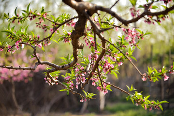 In spring, the peach trees in the peach garden are in full bloom