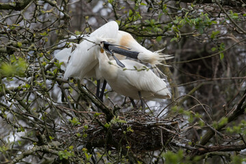 Two Eurasian spoonbills (Platalea leucorodia) in love!