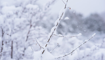 Snow covered trees and bushes in the winter forest. Background with snowy trees and heavy snowfall. Snowflakes on a background of a winter forest. Selective focus.