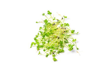 Microgreens basil isolate on a white background. Selective focus.