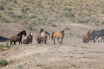 Wild Horses in spring in the Utah Desert
