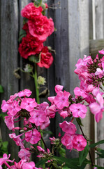 Fototapeta na wymiar pink phlox and red hollyhock in garden