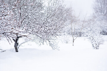 Winter snowy forest landscape. Background with snow branches on forest background.