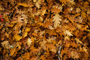 autumn leaves on the ground