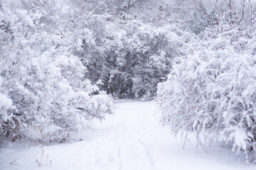 Snowy forest with snow falling in winter. Pure snowy forest nature. Winter foggy forest scene.