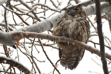 Great Horned Owl in a Winter Snow Storm
