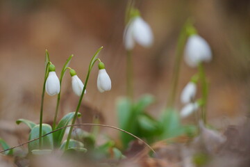 Schneegl&ouml;ckchen im Fr&uuml;hling 1