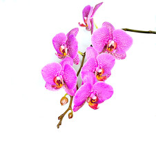 Blossoming branch of pink Phalaenopsis or orchid flowers on white background. Elegant exotic tropical flowers with buds for any holidays congratulations - romantic gentle luxury