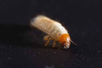 Melolontha melolontha close up, The cockchafer grub