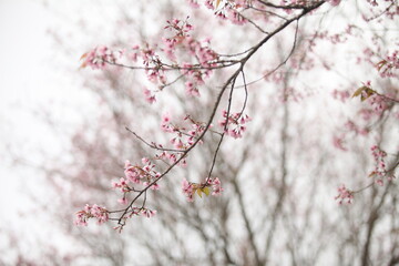 Sakura in Thailand