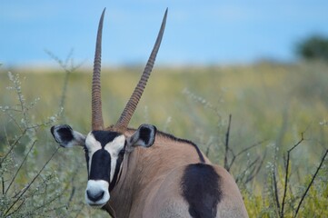 Oryx, Botswana