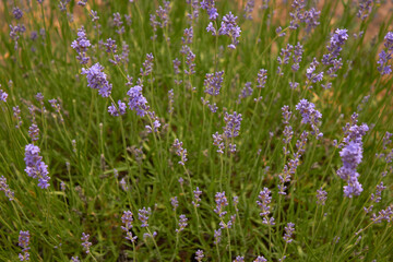 Obraz na płótnie Canvas Blooming lavender in summer. Purple fragrant flowers on the field. Aromatherapy. Nature cosmetics.