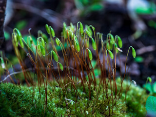 Sporophyte Calyptra microscopic moss from the commune of Polytrichum. Floral macro background macro.