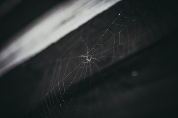 cobweb on a black background
