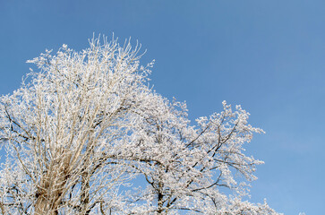 Frosty tree branches close up