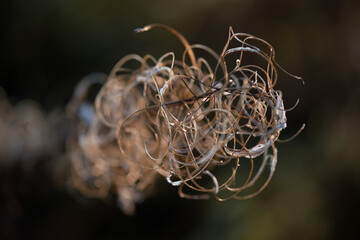 Dry flower of fireweed (Chamerion angustifolium) in autumn. Close up