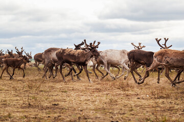 Naklejka na ściany i meble The extreme north, Yamal, reindeer in Tundra , Deer harness with reindeer, pasture of Nenets