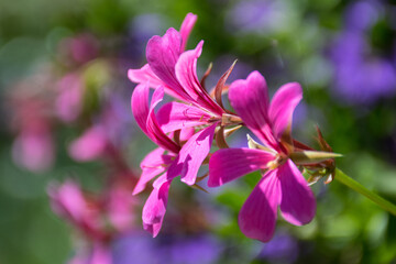 Fototapeta premium Gorgeous pink flowers in a park on one of the Borromean Islands on Lake Maggiore in Italy